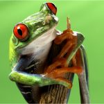 frog 1.jpg  